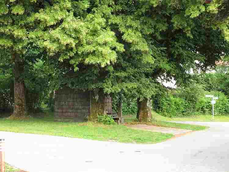 Die Linden im Ensemble Kohlbauerkapelle zeigten im Sommer 2018 eine überwältigende Blütenpracht kohlbauerkapelle_linden_bluehte_750-09