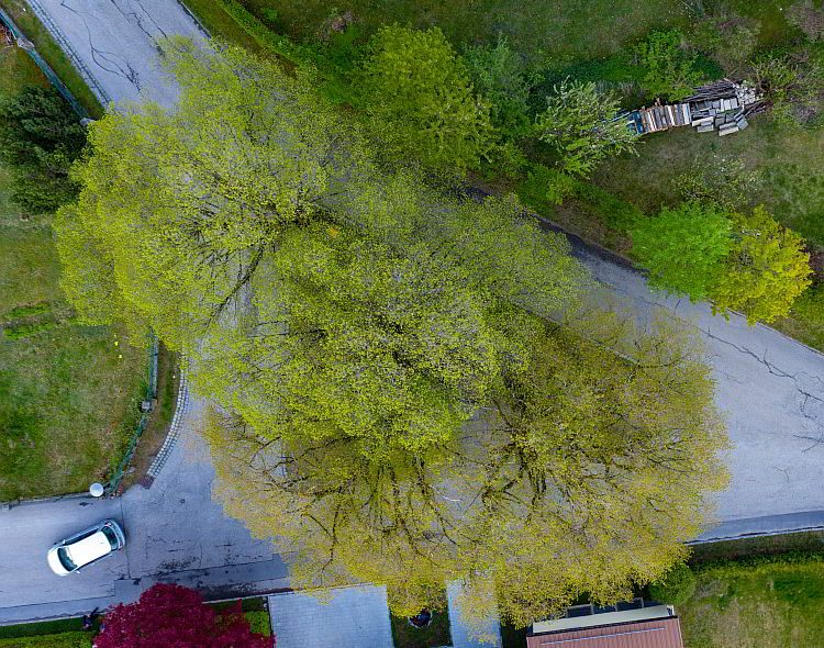 linden_190430_02_750_80-02